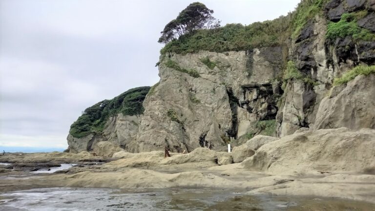 江の島海岸生物観察会10