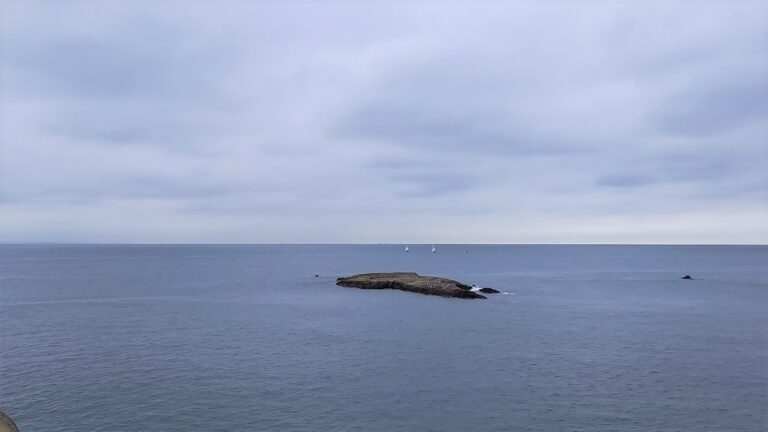 江の島海岸生物観察会11