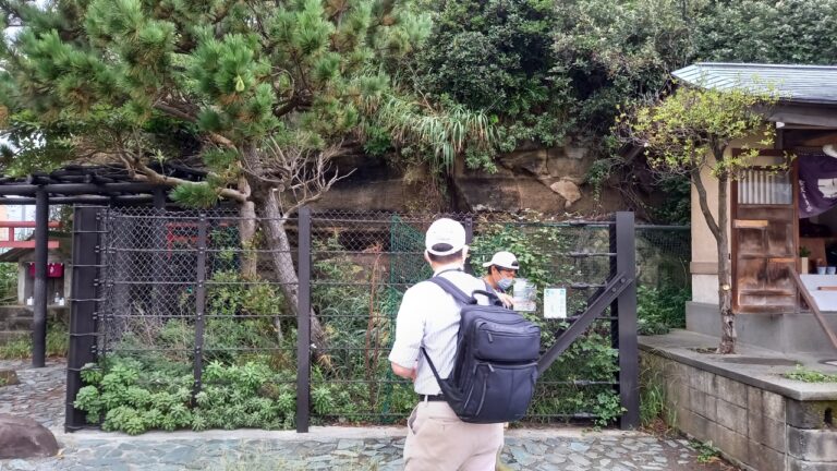 江の島海岸生物観察会3