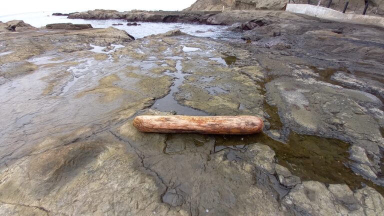 江の島海岸生物観察会9